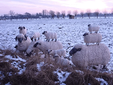Statue Brebis Tête Basse - Tex Artes – Image 2
